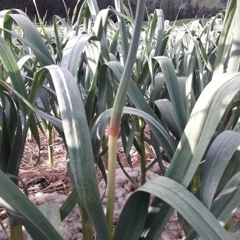 Hardneck garlic showing scape